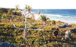 New Photo of Henderson Island 1997